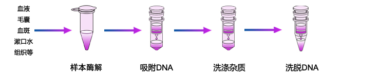 微量基因组DNA提取 微量基因组DNA提取