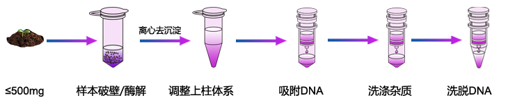 土壤基因组DNA提取 土壤基因组DNA提取