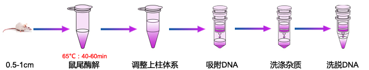 鼠尾基因组DNA提取-1 鼠尾基因组DNA提取-1