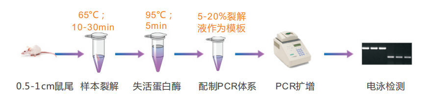 鼠尾直接 鼠尾直接